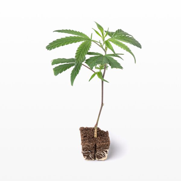 Girl Scout Cookie Steckling