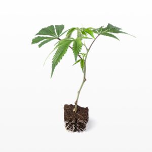 PCG Cookies x Watermelon Skittelz Steckling