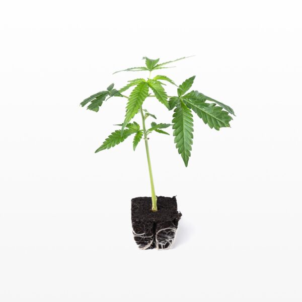 Pineapple Express Steckling