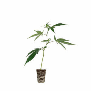 Tropical Gelato Steckling