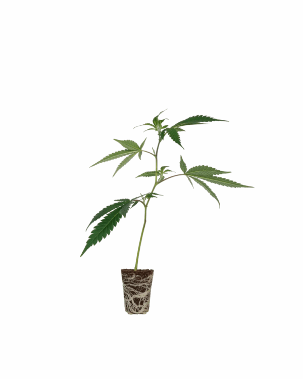 Tropical Gelato Steckling