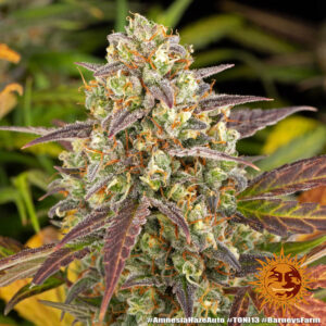 Amnesia Haze Auto - 3 Samen - Barneys Farm