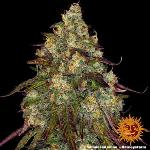 Amnesia Lemon Fem. - 3 Samen - Barneys Farm