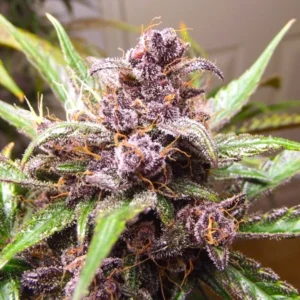 Auto Blackberry Kush - 3 Samen - Dutch Passion