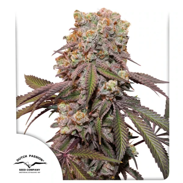 Auto Candy Bubatz XL - 3 Samen - Dutch Passion