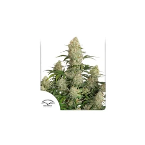 Auto Critical Orange Punch - 3 Samen - Dutch Passion