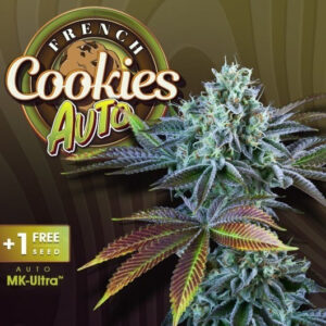 T.H.Seeds™ French Cookies Auto-Sämling