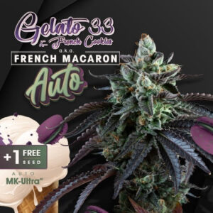 T.H.Seeds™ French Macaron Auto-Sämling