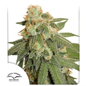 Auto Orange Bud- 3 Samen - Dutch Passion