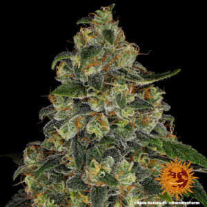 Blue Gelato 41 Fem. - 3 Samen - Barneys Farm