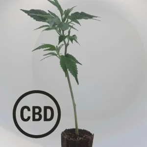 Blueberry Muffin CBD Steckling