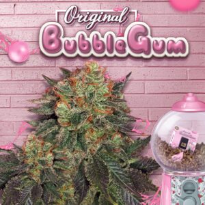 T.H.Seeds™ Bubblegum Fem.-Sämling