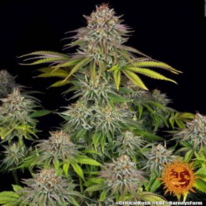 Critical Kush Fem. - 3 Samen - Barneys Farm