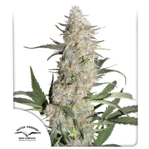Critical Orange Punch Fem. - 3 Samen - Dutch Passion