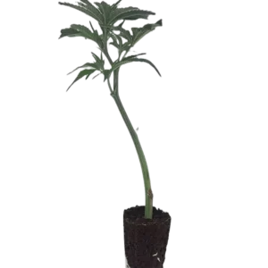OG Kush Steckling