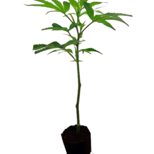 Tropicana Cherry Steckling