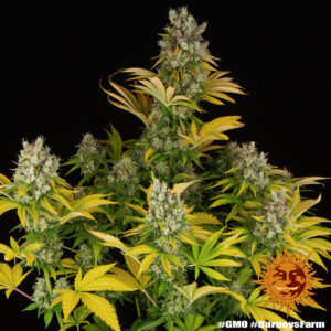 GMO Fem. - 3 Samen - Barneys Farm