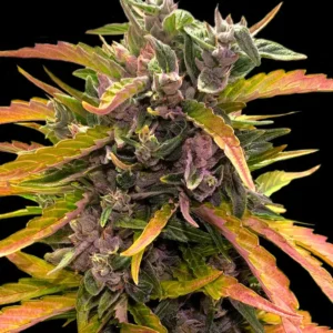 Gorilla Glue Auto - 3 Samen - Barneys Farm