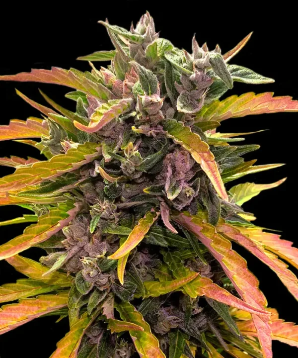 Gorilla Glue Auto - 3 Samen - Barneys Farm