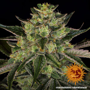 Gorilla Zkittlez Fem. - 3 Samen - Barneys Farm