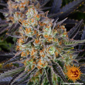 LSD Fem. - 3 Samen - Barneys Farm