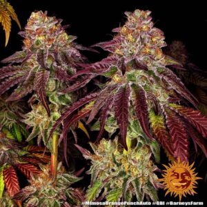 Mimosa x Orange Punch Auto - 3 Samen - Barneys Farm