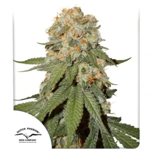 Orange Bud Fem. - 3 Samen - Dutch Passion