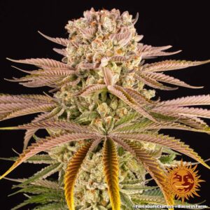 Pineapple Express Fem. - 3 Samen - Barneys Farm