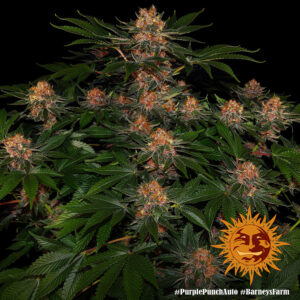 Purple Punch Auto - 3 Samen - Barneys Farm