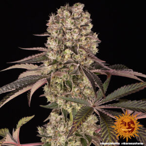 Runtz Muffin Fem. - 3 Samen - Barneys Farm