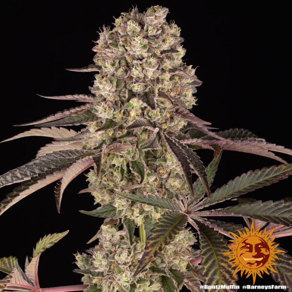 Runtz Muffin Fem. - 3 Samen - Barneys Farm