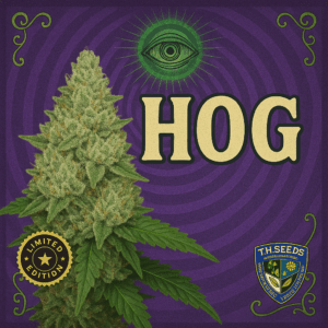 T.H.Seeds™ Critical Hog Auto-Sämling