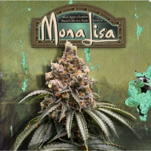 T.H.Seeds™ Mona Lisa X Bubblegum Fem.-Sämling