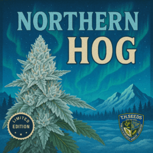 T.H.Seeds™ Northern Hog Auto-Sämling