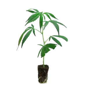 Girl Scout Cookies Steckling